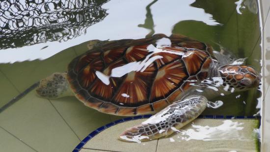 Cherating Turtle Sanctuary